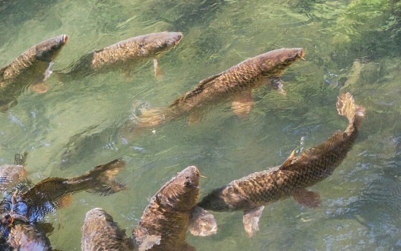 Water and Soil Management in Freshwater Fish Farming!