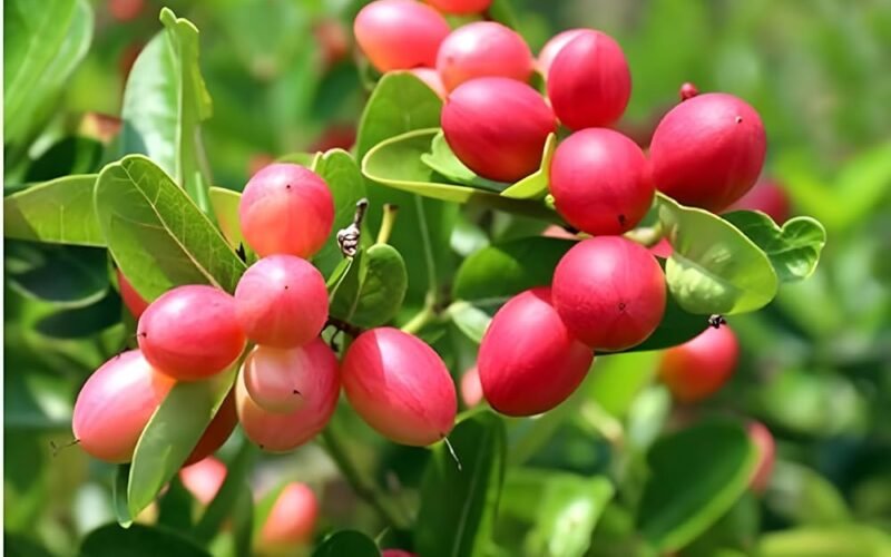 Cultivating Karonda (Bengal Currant)! 1 Cultivating Karonda (Bengal Currant)!