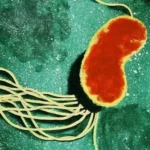 Pseudomonas Fluorescens for Crop Disease Management!