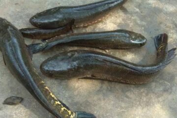 PACHAI BOOMI – English | Magazine | Agriculture | Horticulture | Livestock Farming | Monthly 39 Viral Fish Farming!