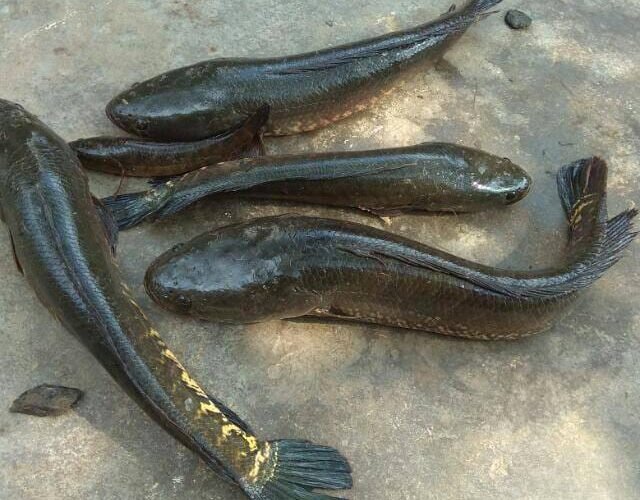 Viral Fish Farming! 1 Viral Fish Farming!