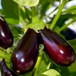 Disease Management in Brinjal Cultivation!