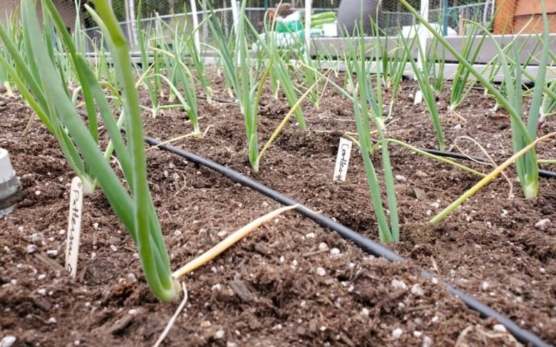 Small Onion Cultivation!