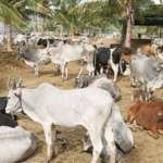 Tamil Nadu's Indigenous Cattle Breeds!