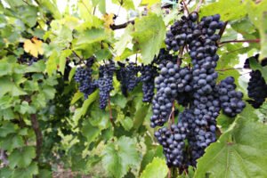 திராட்சை