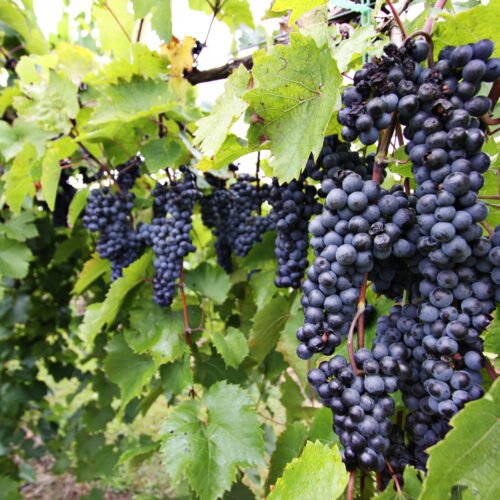 Downy Mildew in Grapes: How to Identify, Treat & Prevent This Vineyard Killer!