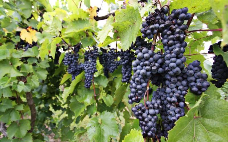 Downy Mildew in Grapes: How to Identify, Treat & Prevent This Vineyard Killer! 1 Downy Mildew in Grapes: How to Identify, Treat & Prevent This Vineyard Killer!