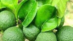 நாரத்தை