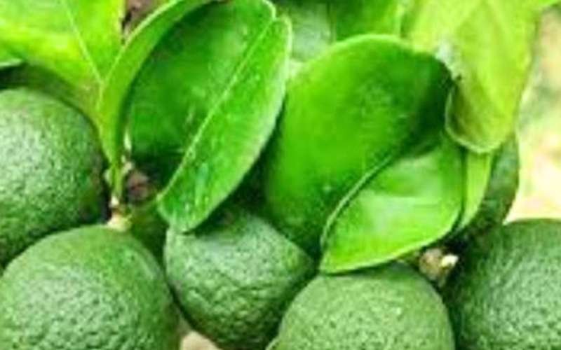 Naarathai (Bitter Orange) for Strengthening the Body! 1 Naarathai (Bitter Orange) for Strengthening the Body!