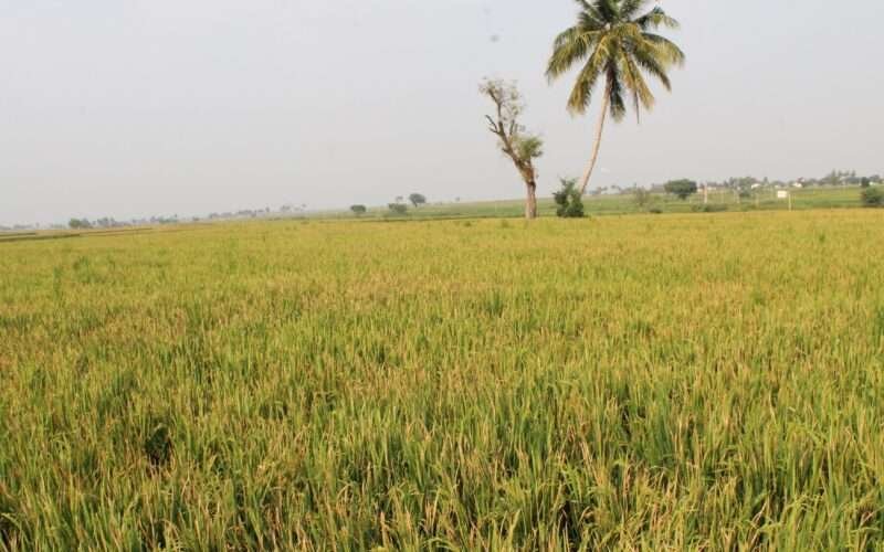 Suitable Paddy Varieties for Samba Season!