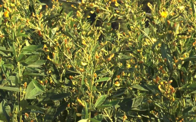 Toor Dal Varieties and Cultivation Methods!