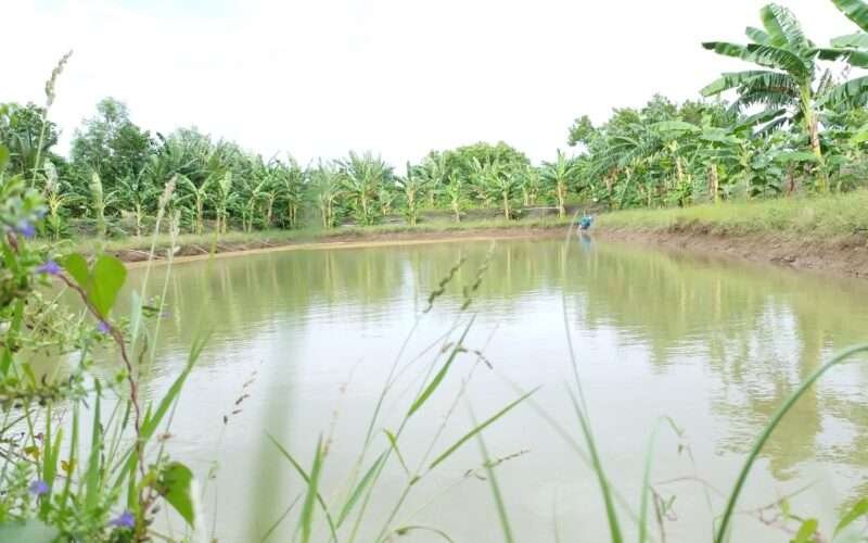 Fish Farming in Farm Ponds! 1 Fish Farming in Farm Ponds!