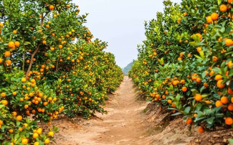 Kamala Orange Cultivation! 1 Kamala Orange Cultivation!