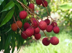 Lychee-fruit-tree-plant