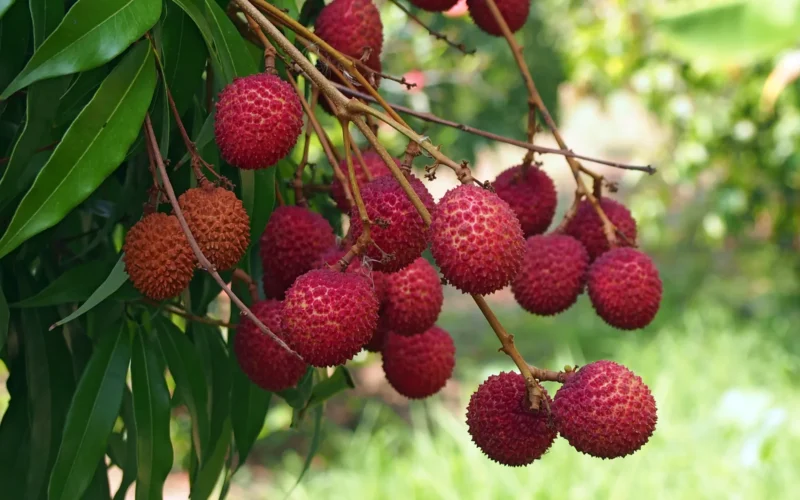 Litchi Fruit Cultivation!