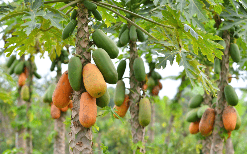 Diseases Affecting Papaya! 1 Diseases Affecting Papaya!