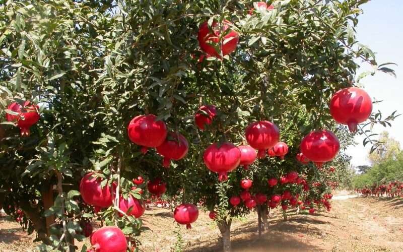 Diseases Affecting Pomegranates! 1 Diseases Affecting Pomegranates!