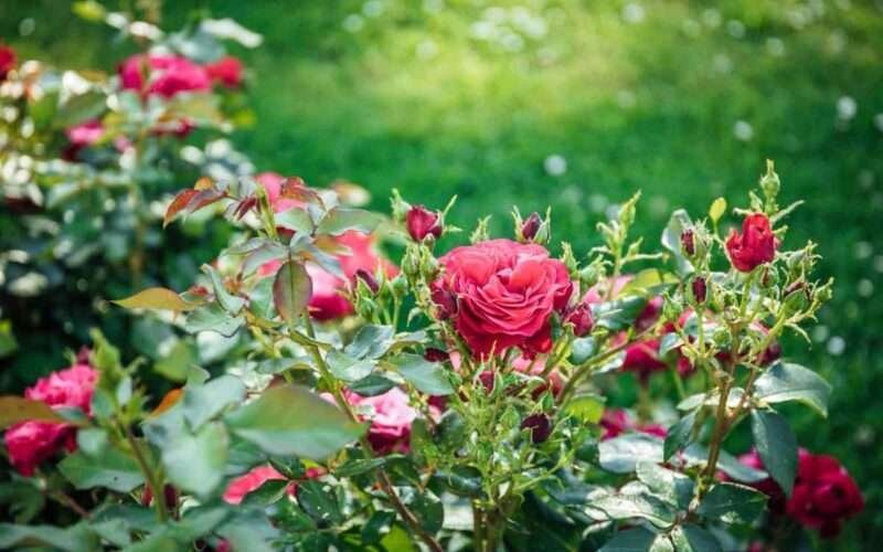 Diseases in Roses and Control Methods! 1 Diseases in Roses and Control Methods!