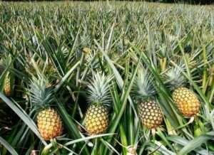 pineapple-fruit