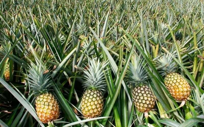Diseases Affecting Pineapples! 1 Diseases Affecting Pineapples!