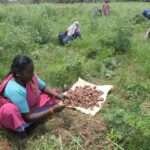 Water and Fertilizer Management in Small Onion Cultivation!