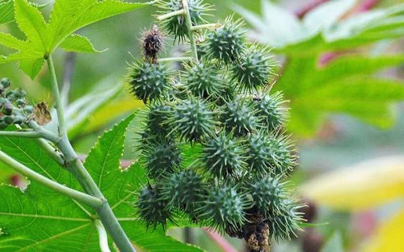 Castor Cultivation: A High-Income Crop! 1 Castor Cultivation: A High-Income Crop!