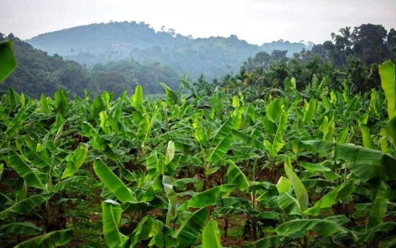 Hill Banana Varieties and Their Special Features!