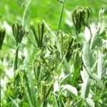 Ragi Cultivation in the Aadi Planting Season!