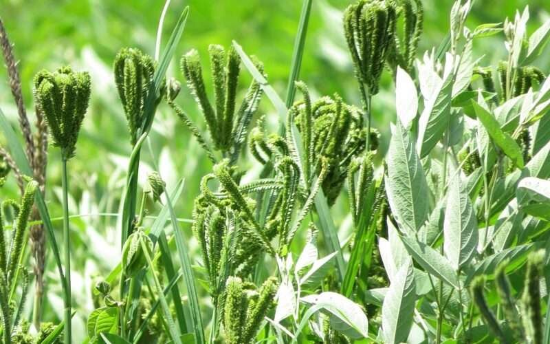 Ragi Cultivation in the Aadi Planting Season!