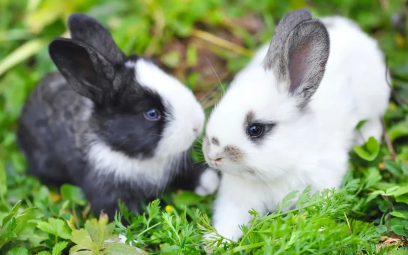 Rabbits as a Profitable Venture for Progress!