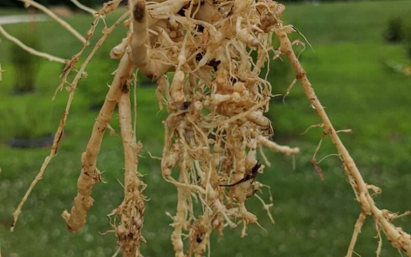 Root-Knot Nematodes Affecting Horticultural Crops!
