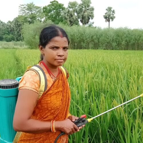 Sowing Seeds of Self-Reliance: Anju Kumari, Samastipur’s Organic Farming Icon, Honoured at Rashtrapati Bhavan!