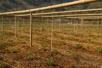 PACHAI BOOMI – English | Magazine | Agriculture | Horticulture | Livestock Farming | Monthly 63 Bamboo Drip Irrigation System in India – A Unique Traditional Setup!