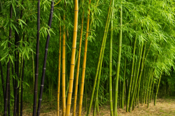 PACHAI BOOMI – English | Magazine | Agriculture | Horticulture | Livestock Farming | Monthly 16 12 Types of Bamboo Plants and Their Amazing Uses!