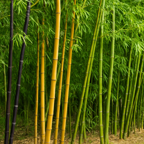 12 Types of Bamboo Plants and Their Amazing Uses!