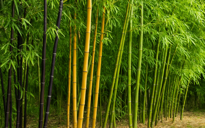 Bamboo Plants