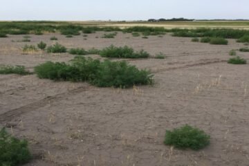 PACHAI BOOMI – English | Magazine | Agriculture | Horticulture | Livestock Farming | Monthly 76 Bioreclamation of Sodic Soils Through Plants!