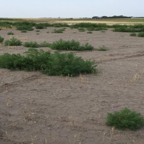 Bioreclamation of Sodic Soils Through Plants!