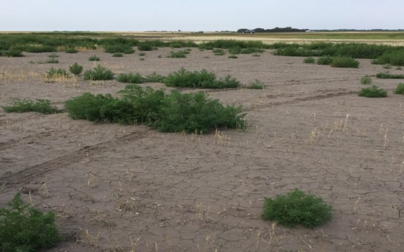 Bioreclamation of Sodic Soils Through Plants!