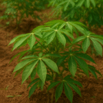 Cassava Farming: 5 Proven Tips to Boost Productivity!