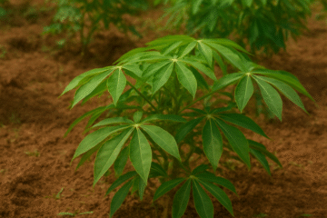 PACHAI BOOMI – English | Magazine | Agriculture | Horticulture | Livestock Farming | Monthly 18 Cassava Farming: 5 Proven Tips to Boost Productivity!