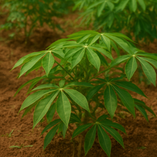 Cassava Farming: 5 Proven Tips to Boost Productivity!