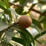 10 Easy Steps to Grow Chikoos at Home During Monsoon!