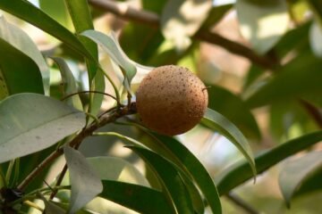 PACHAI BOOMI – English | Magazine | Agriculture | Horticulture | Livestock Farming | Monthly 17 10 Easy Steps to Grow Chikoos at Home During Monsoon!
