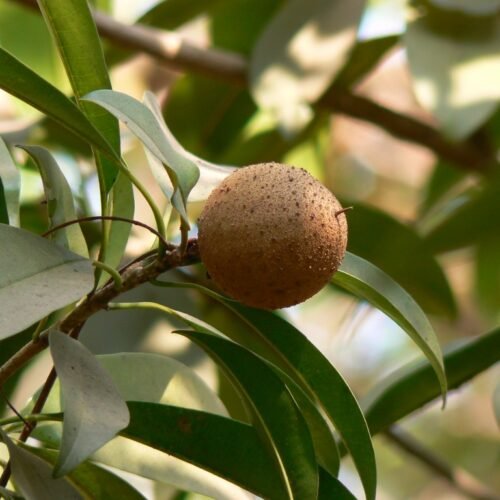 10 Easy Steps to Grow Chikoos at Home During Monsoon!