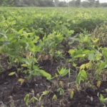 Farmer Returns Crop Insurance Payout to PM Modi!