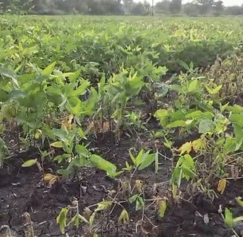 Farmer Returns Crop Insurance Payout to PM Modi!