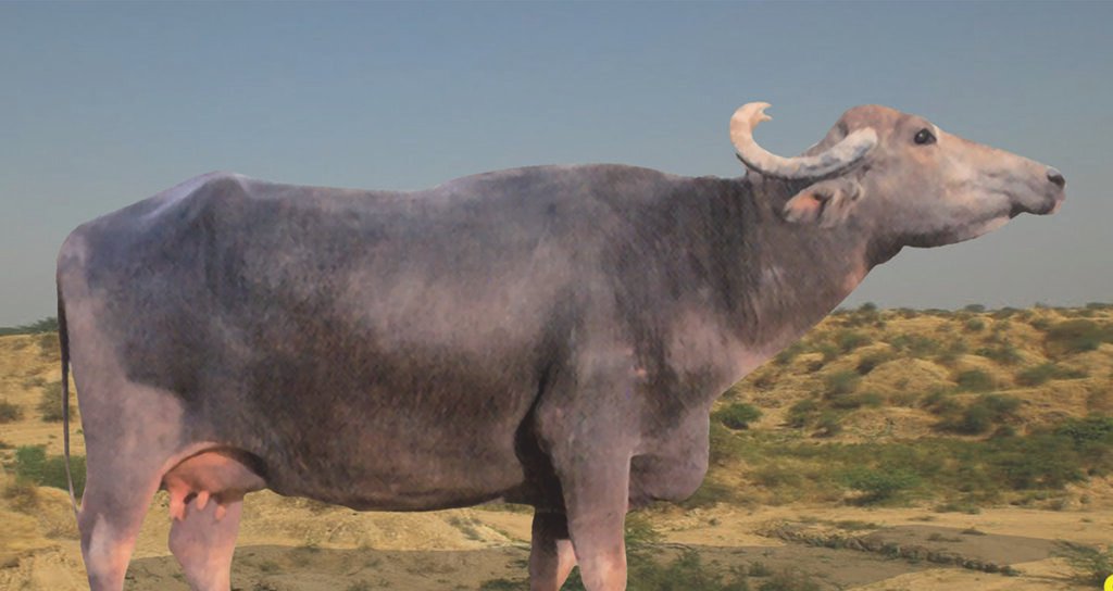Top 10 Buffalo Breeds in India: Exploring the Pride of Indian Livestock! 8 Godavari