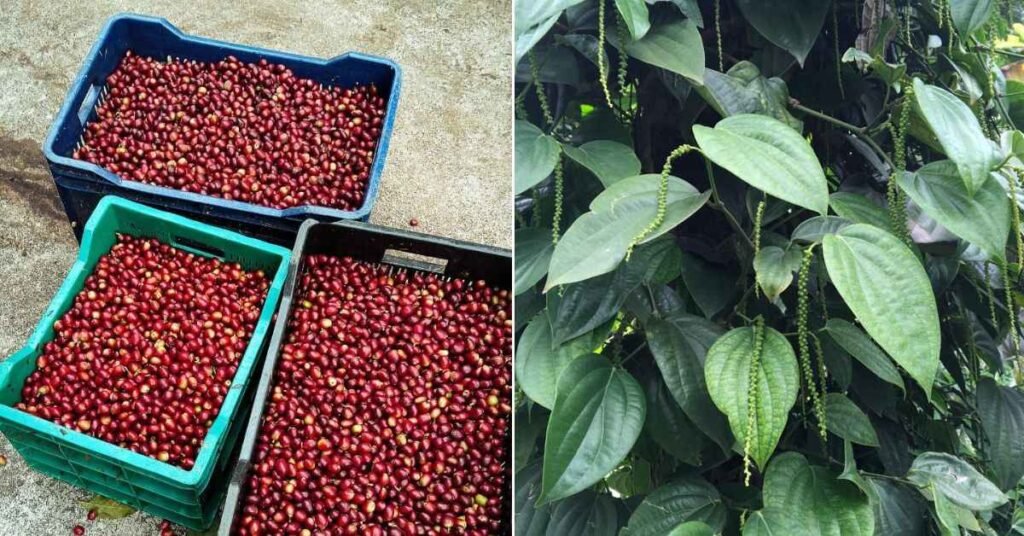 Reinventing Life at 73: The Engineer Who Found Peace in Organic Farming!