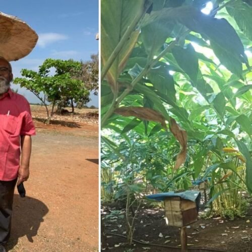 Reinventing Life at 73: The Engineer Who Found Peace in Organic Farming!